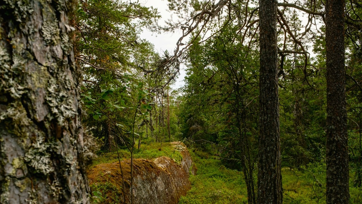 Kuidas säilitada tervislikku eluviisi igapäevaselt